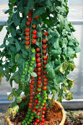 harvesting tomatoes