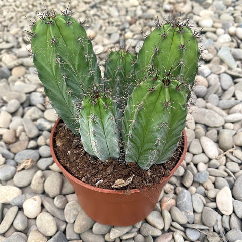 Chichipe cactus