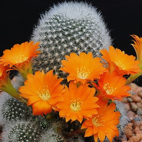 Rebutia Cactus