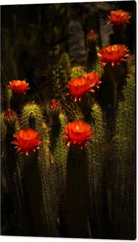 red torch Cactus 