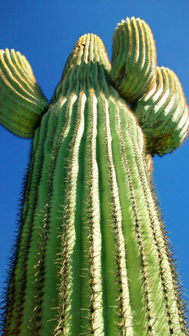 Saguaro Rib Cactus