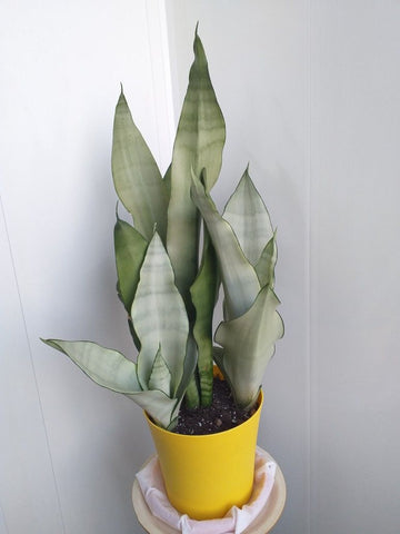 Sansevieria trifasciata "Moonshine"