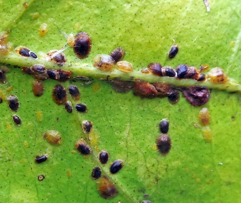 Scale Insects