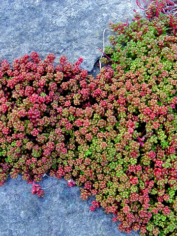 sedum