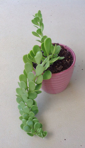 trailing jade in pink pot