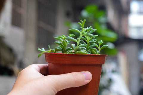 Senecio peregrinus