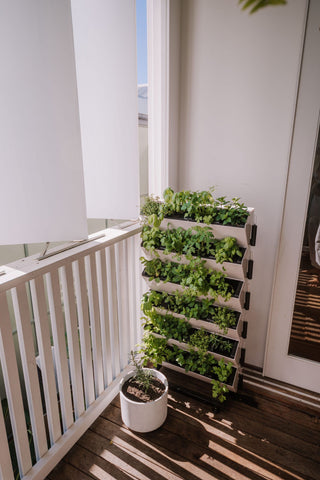 herb garden in balcony