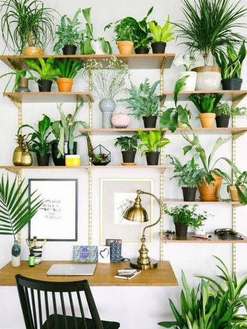 shelf plants display