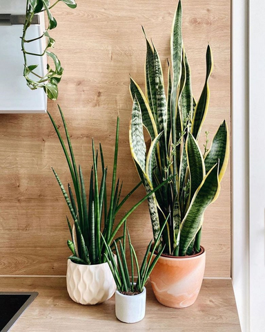 snake plant