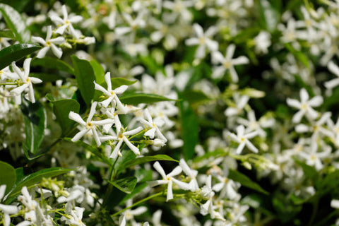 Star Jasmine