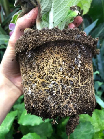 Root Mealybugs