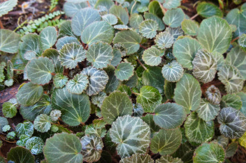 Strawberry Begonia