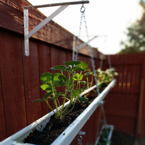 Rain Gutter Planters