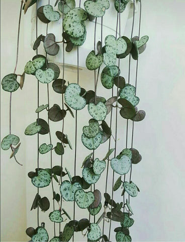 string of hearts