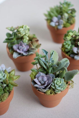 colourful succulents in pot