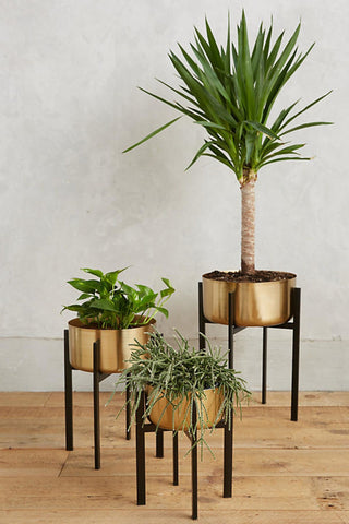 metallic plants display