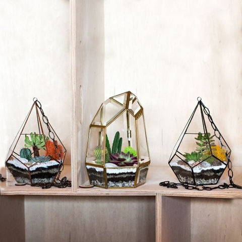 terrarium plants display