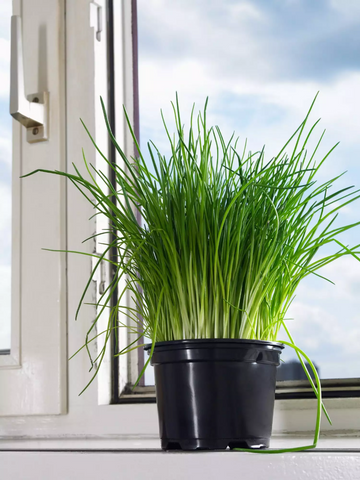 chives in a pot