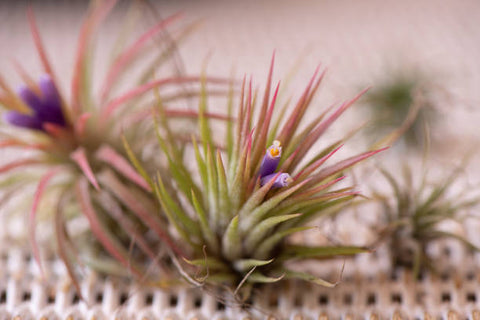 air plant