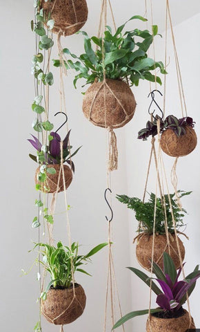  Hanging Coconut Shell Planters