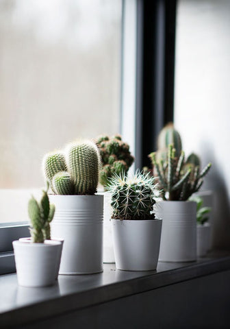 cacti collection