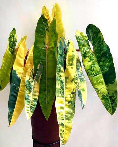 Variegated Philodendron