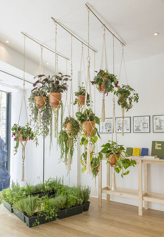hanging plants display