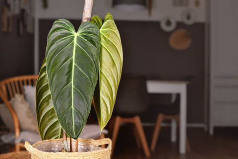 velvet philodendron