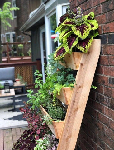 Cages and Wooden boxes vertical garden
