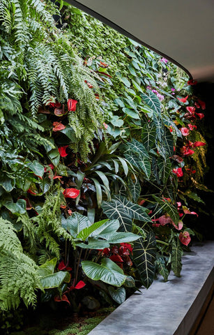 green wall with red blooms