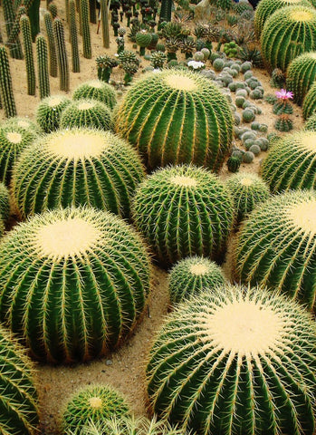 Golden Barrel Cactus