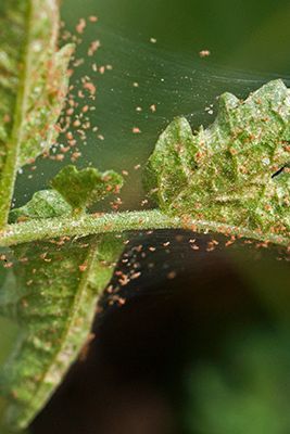 Spider Mites