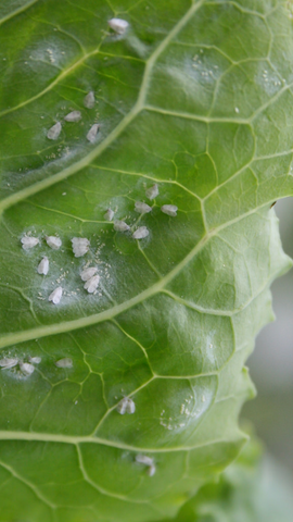 Whiteflies