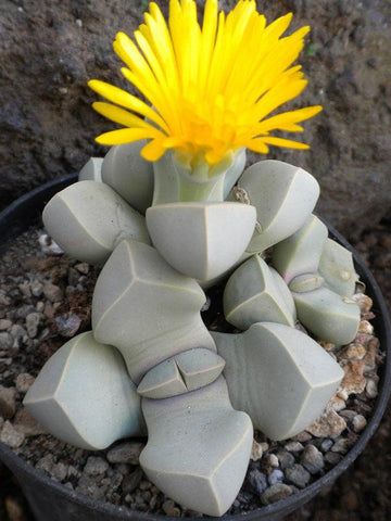 ice plant with yellow bloom