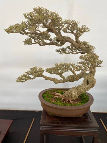 Windswept Bonsai Style 