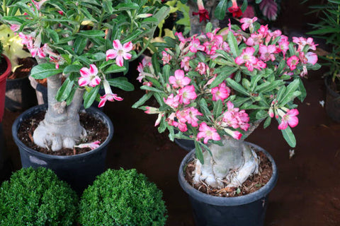 adenium plant