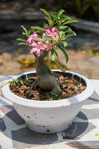 adenium plant