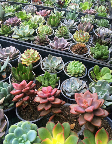 colourful echeveria varieties