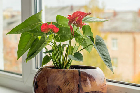 anthurium plant