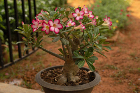 adenium plant