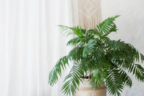 areca palm