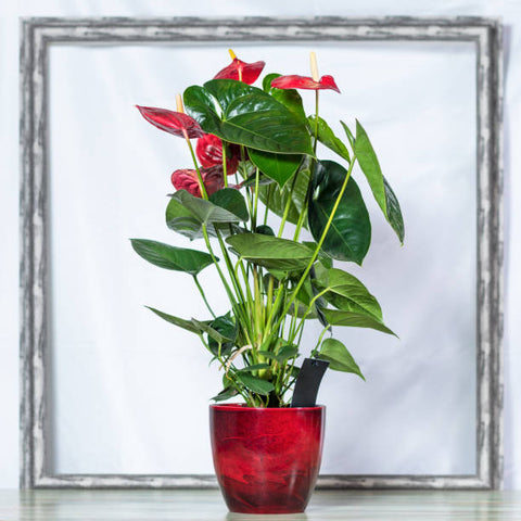 anthurium plant