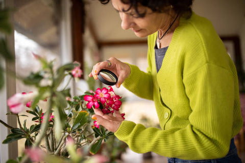 adenium plant