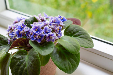 african violets