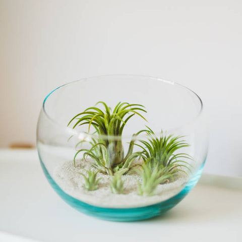 air plant