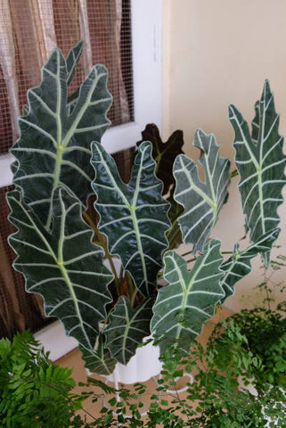 alocasia plant