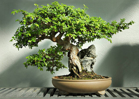 bonsai style