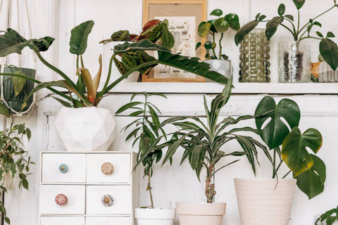 big leaf indoor plant