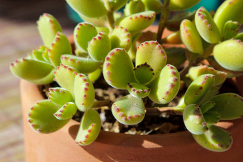 bear paw succulent