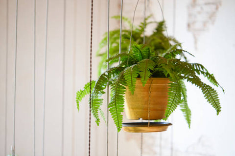 boston fern